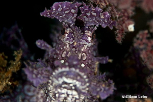 Rhinopias frondosa by William Loke 